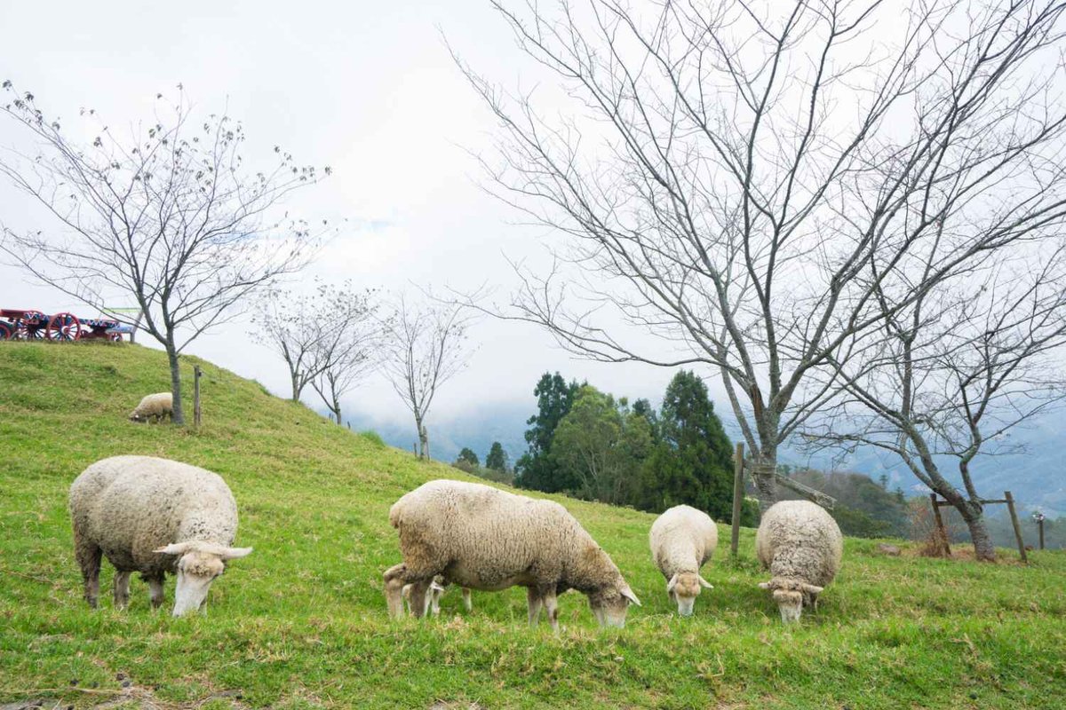 Ranch Brand Generator Lets You Create a Unique Ranch Identity